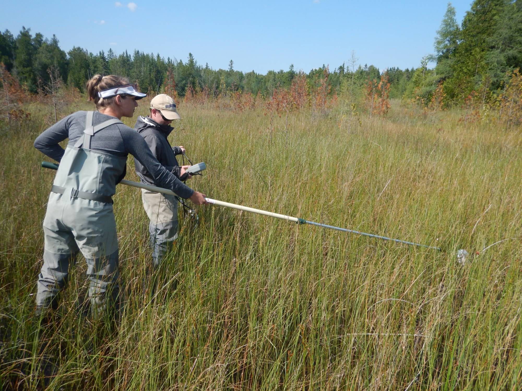 Technicians collect water quality samples among a stand of wetland reeds.